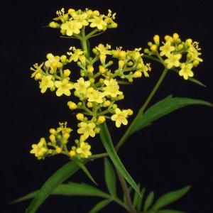 姫オミナエシ 山野草 秋の七草　