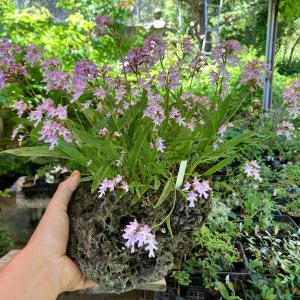 ハイゴケ 半トレー コケ 苔盆栽 苔テラリウム 苔玉 アクアリウム
