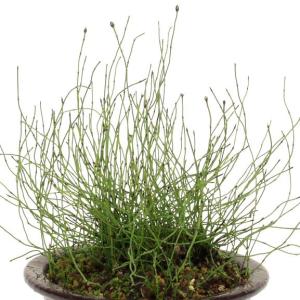 姫トクサ ヒメトクサ ビオトープ 湿性植物 山野草