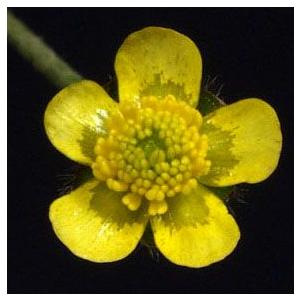 姫ウマノアシガタ 屋久島キンポウゲ 山野草　