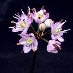 平戸イトラッキョ　山野草　