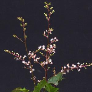 ヒトツバショウマ　山野草　