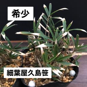 キンメイゴキダケ(金明御器竹)のポット苗 : 竹の緑 - 通販 - Yahoo