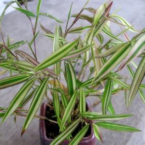 斑入姫竹　信濃錦　山野草　