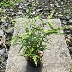 斑入姫竹 山野草の詳細画像1