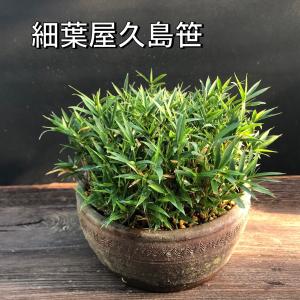 苔盆栽 草物盆栽 斑入ユキノシタ 七変化 鉢植え 現品