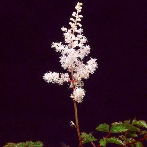 極姫ユキノシタ 山野草・盆栽添草 : やまおか碧山苑ヤフー店 - 通販
