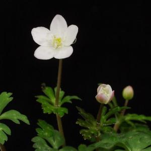 極姫ユキノシタ 山野草・盆栽添草 : やまおか碧山苑ヤフー店 - 通販