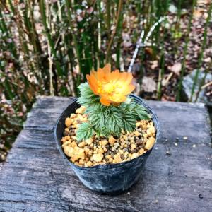 フクジュソウ 福寿草 福寿海 ３芽入苗 大輪系