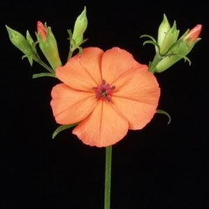 センノウ 花苗 フシグロセンノウ 節黒仙翁 茶花 和風