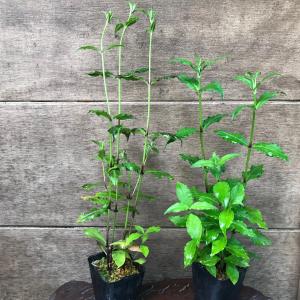 センノウ 花苗 フシグロセンノウ 節黒仙翁 茶...の詳細画像1