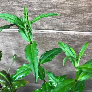 センノウ 花苗 フシグロセンノウ 節黒仙翁 茶...の詳細画像2