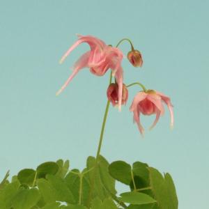 イカリソウ赤城桜