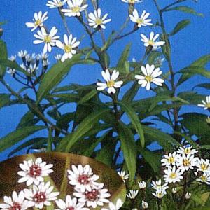 西表テリハノギク