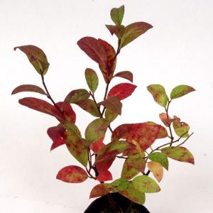 一才ズイナ 茶花 山野草