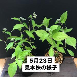 ヤマアジサイ 苗 井内錦 R8年開花終わりの詳細画像3