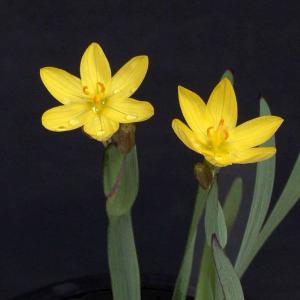 イワアヤメ　山野草　