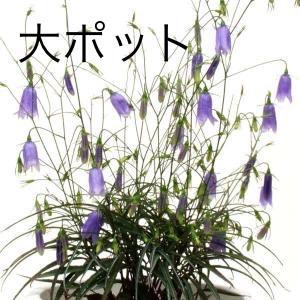 イワシャジン 岩沙参 大ポット10.5cm 2026年蕾確認 秋の花 茶花 山野草