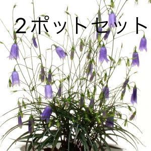 山野草 日本スズラン すずらん 1芽入り ポット苗 3ポットセット