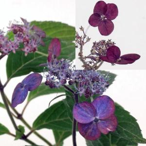 ヤマアジサイ苗 伊予の薄墨 イヨノウスズミ