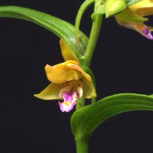 カキラン 茶花 山野草の商品画像