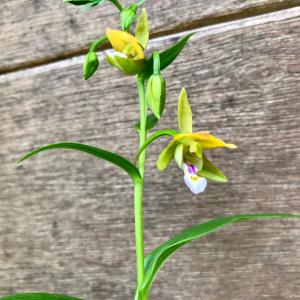 カキラン 茶花 山野草の詳細画像1