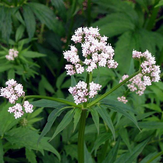 カノコソウ 鹿子草  茶花 山野草