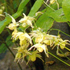 フジバカマ 花の苗 藤袴 日本産 1ポット 茶花 山野草 秋の七草 2025年