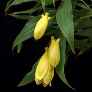 キイジョウロウホトトギス 紀伊ジョウロウホトトギス