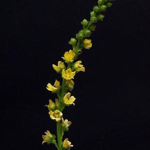 キンミズヒキ 山野草　