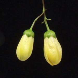 キレンゲショウマ 山野草