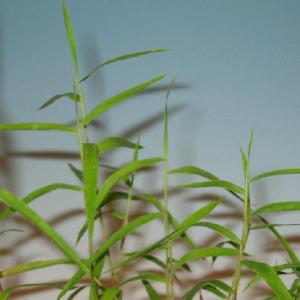 紀州オギ:キシュウオギ　山野草　