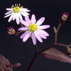 キヨスミシラヤマギク 清澄白山菊 茶花 山野草