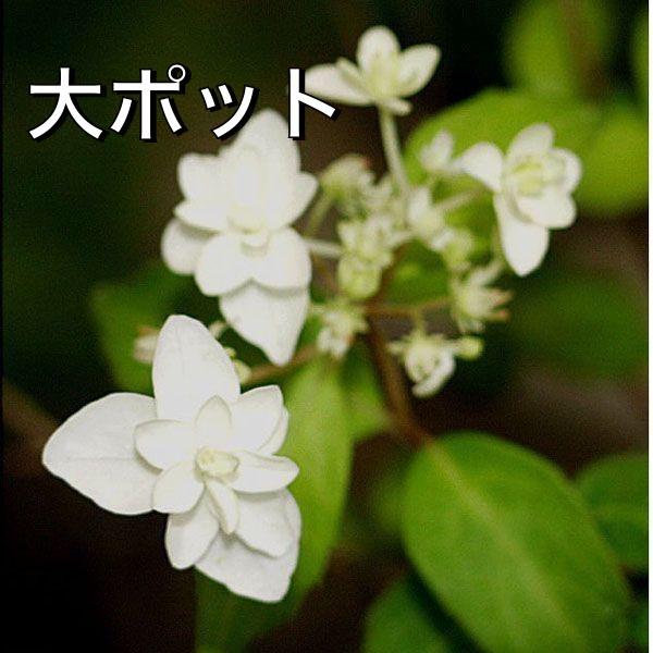 コガクウツギ花笠 コガク花笠ウツギ 苗 山野草　