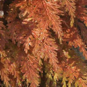 コガネシダ　山野草　