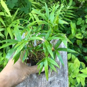 山野草・高山植物の苗 日本熊谷草（クマガイソウ） : 植物・園芸専門店
