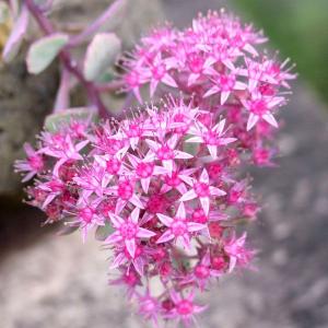 濃色日高ミセバヤ　山野草　