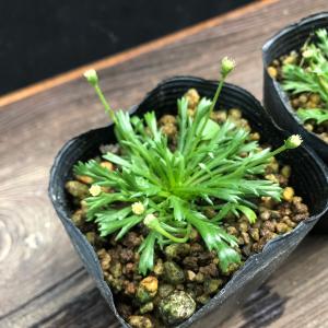 オダマキ 花苗 苧環 セット 3種類3鉢 山野草 : やまおか碧山苑ヤフー