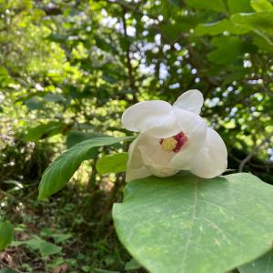 セツブンソウ 節分草 茶花 大球根1球入りポット 山野草 : やまおか碧山