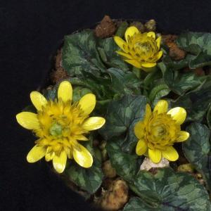 姫リュウキンカ・クイレット 　山野草　