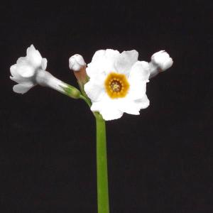 クリンソウ　九輪草　白花　山野草　