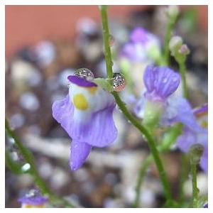 クリオネゴケ 食虫植物 アクアリウム ウサギゴケ の仲間 12月現在未開花です