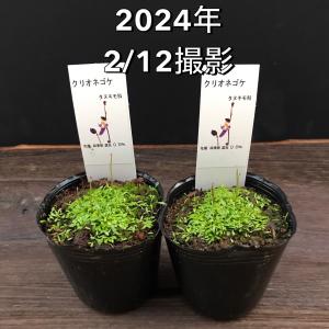 クリオネゴケ 食虫植物 アクアリウム ウサギゴ...の詳細画像1