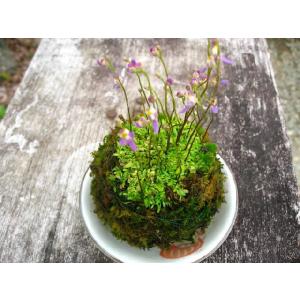 苔盆栽 コケダマ こけだま クリオネゴケ苔玉 ...の詳細画像1