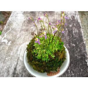 苔盆栽 コケダマ こけだま クリオネゴケ苔玉の詳細画像1