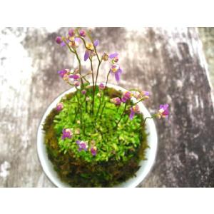 苔盆栽 コケダマ こけだま クリオネゴケ苔玉 ...の詳細画像2