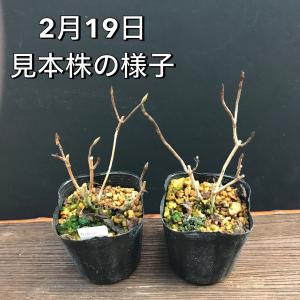 ヤマアジサイ 苗 黒姫 クロヒメ R8年花芽無しの詳細画像2