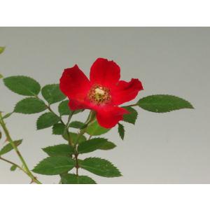 真赤のノバラ　山野草　　バラ盆栽の苗