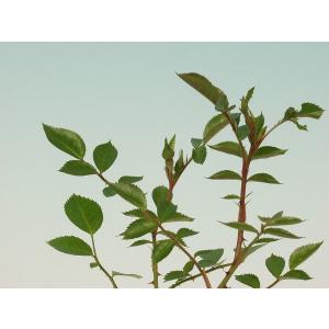 バラ苗 真赤のノバラ 山野草 バラ盆栽の苗の詳細画像2