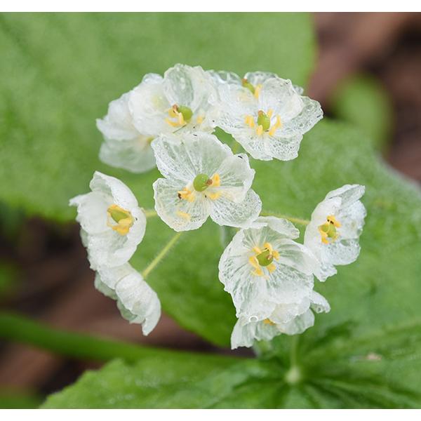 サンカヨウ 透明の花 スケルトンフラワー  山野草